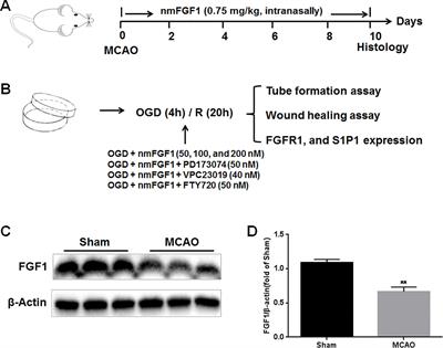 Non-Mitogenic Fibroblast Growth Factor 1 Enhanced Angiogenesis Following Ischemic Stroke by Regulating the Sphingosine-1-Phosphate 1 Pathway